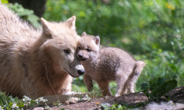 Des quintuplés au Parc Animalier de Han-sur-Lesse