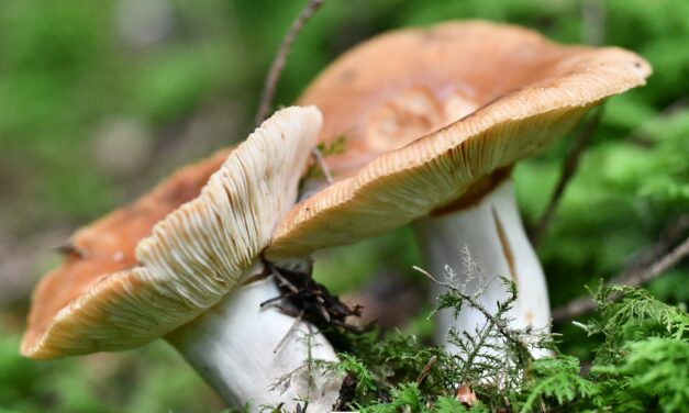 Balades champignons