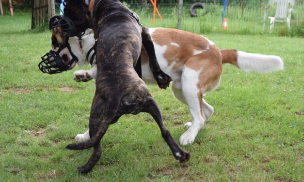 un chien de 30kg tue un homme de 80kg