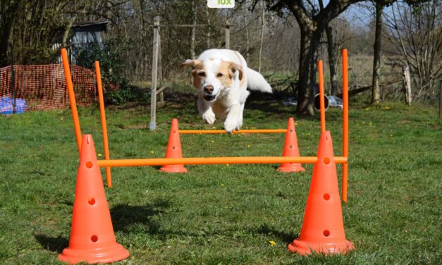 Comment bien éduquer son chien ?