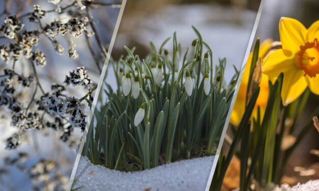 Préparer son jardin pour le printemps